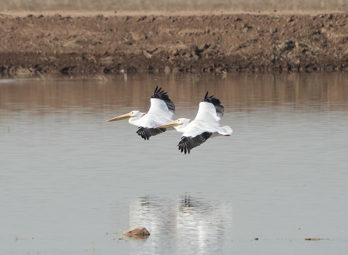 American White Pelican - ML511874501