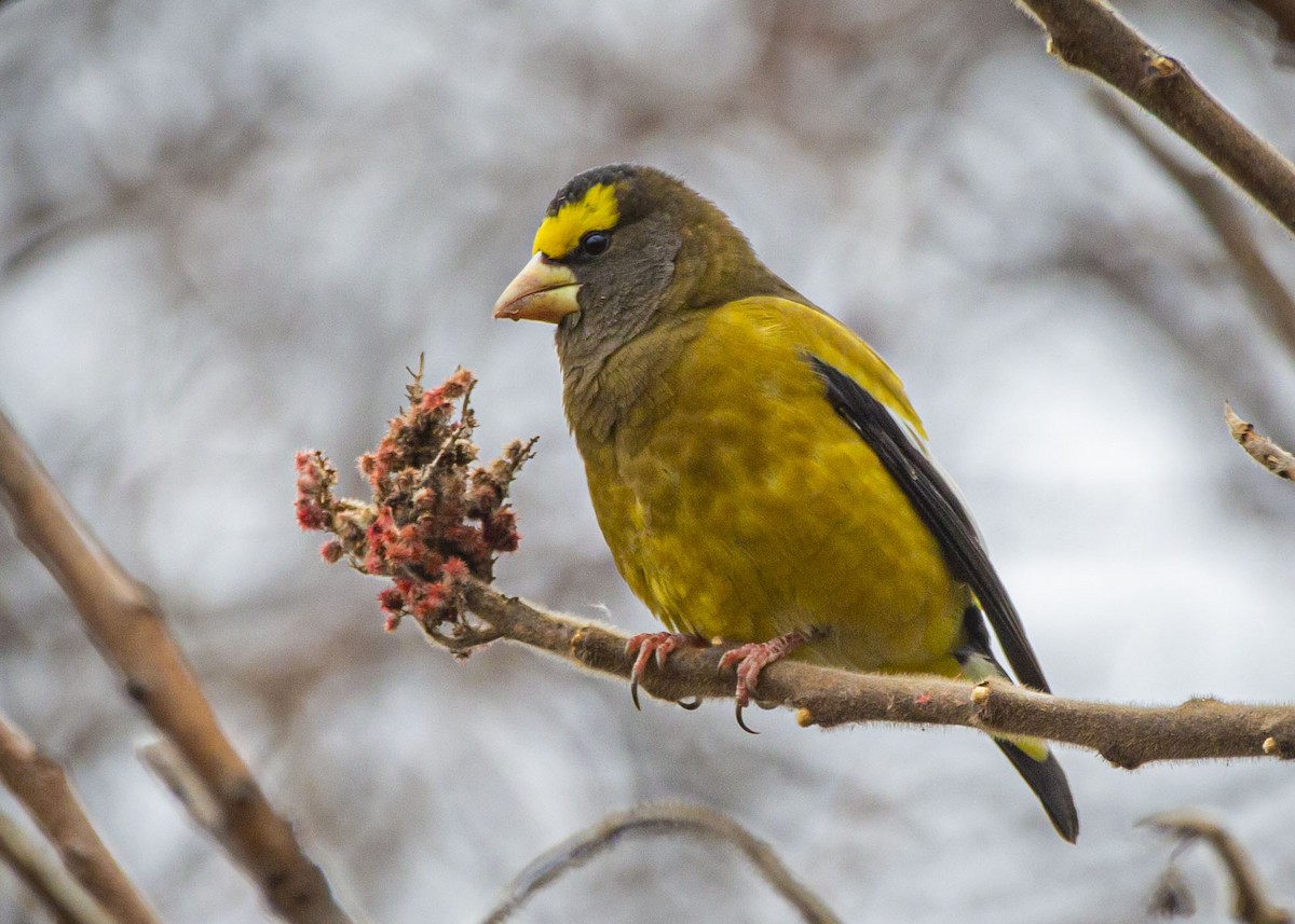 Evening Grosbeak - ML511875121