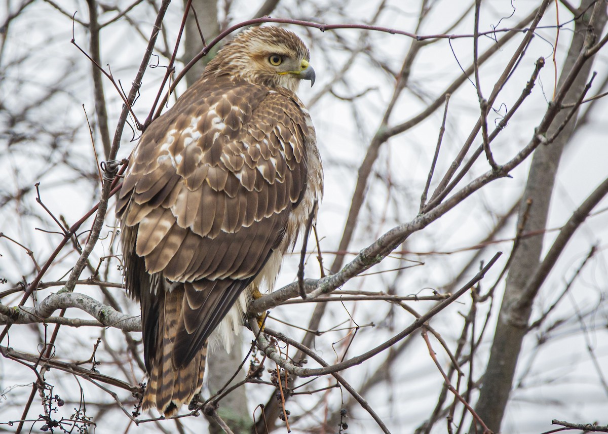 Red-tailed Hawk - ML511875261