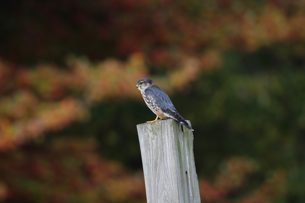 コチョウゲンボウ（columbarius） - ML511875301