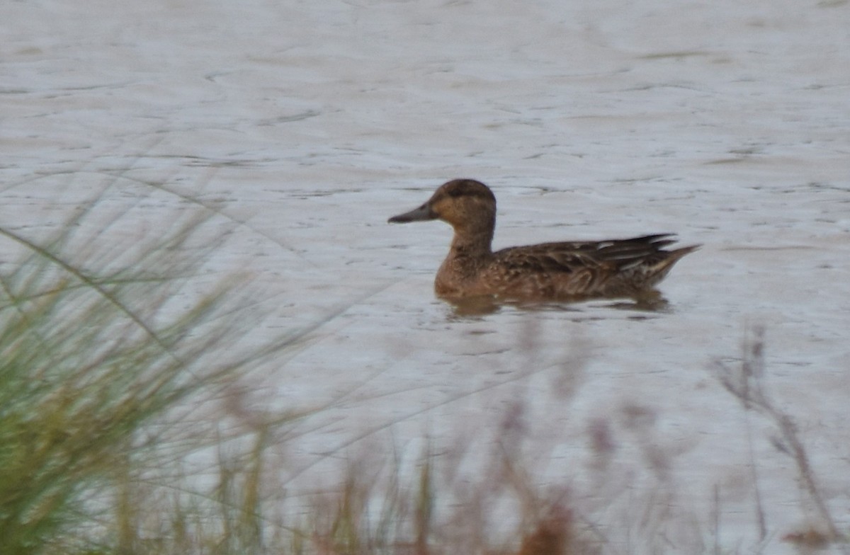 Green-winged Teal - ML511876331