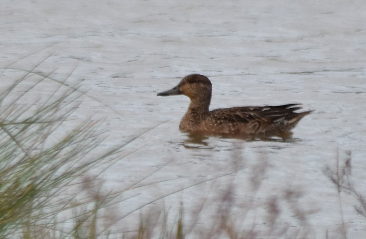 Green-winged Teal - ML511876341