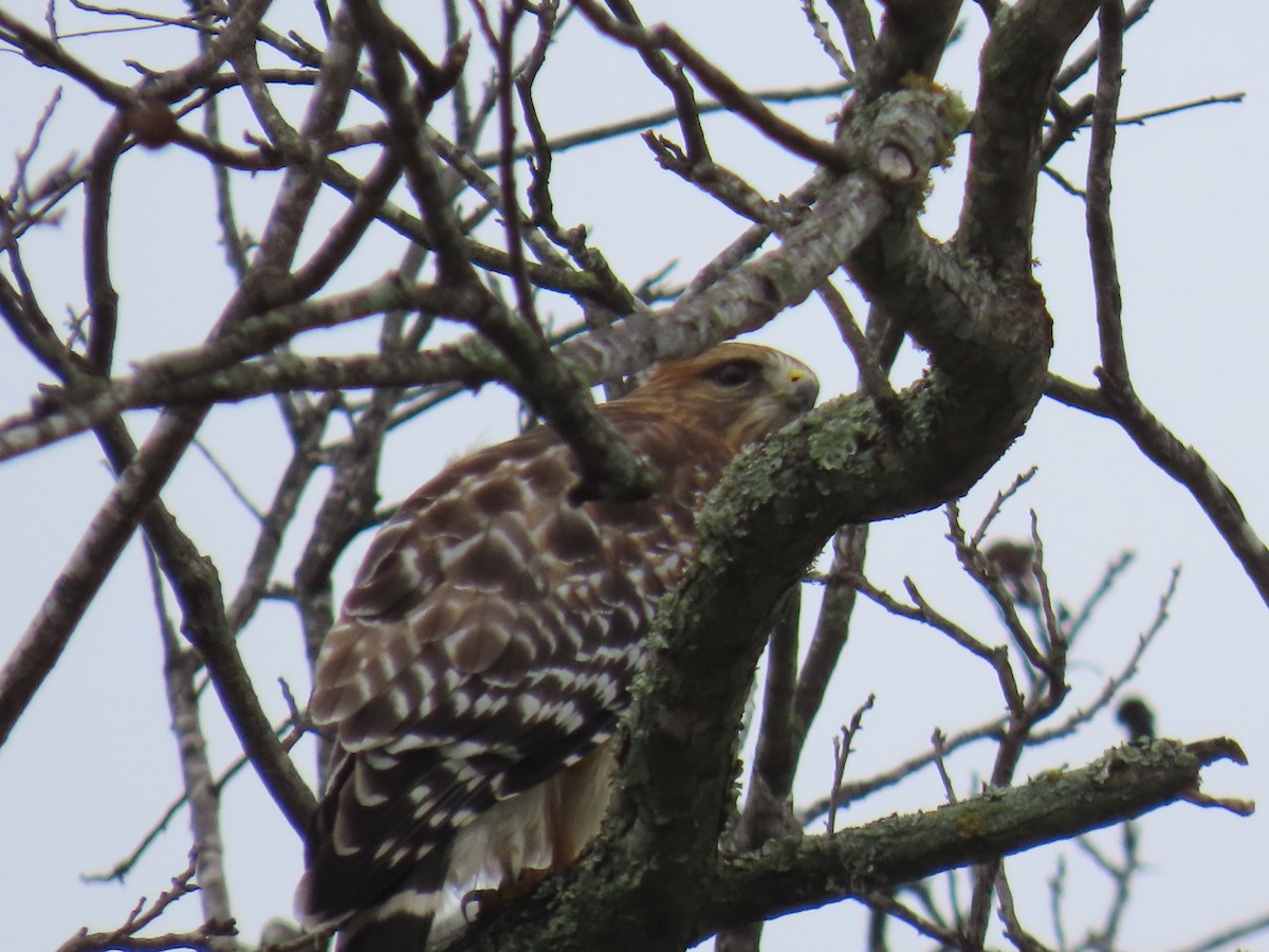 Red-shouldered Hawk - Roselie Overby