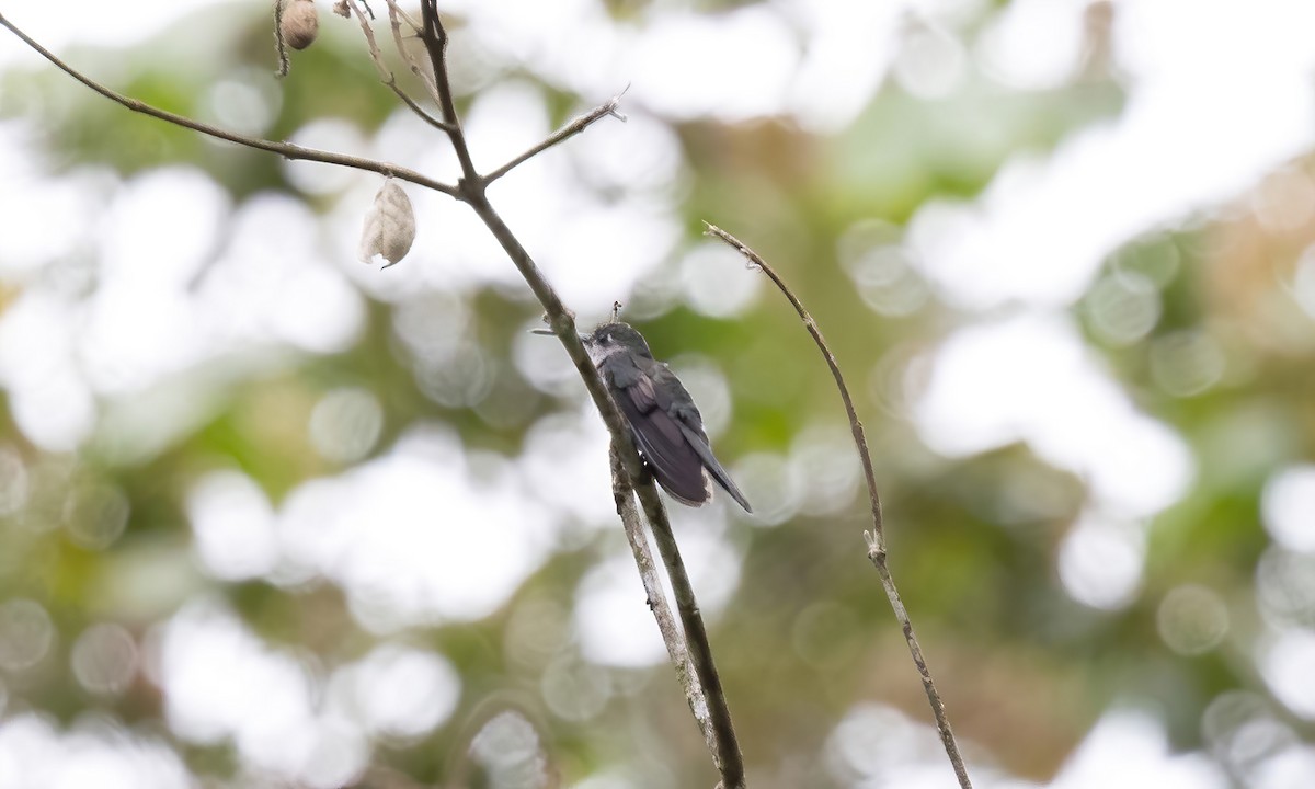 kolibřík šedoprsý - ML511876781