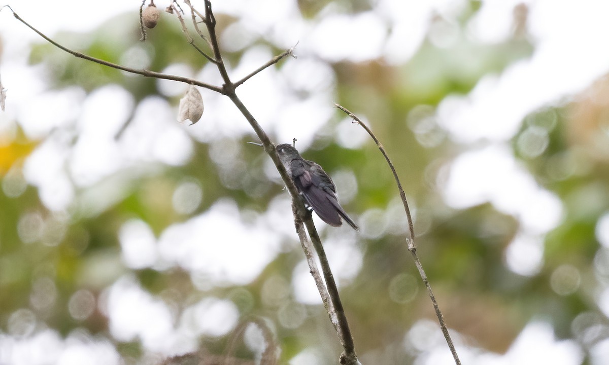 kolibřík šedoprsý - ML511876791