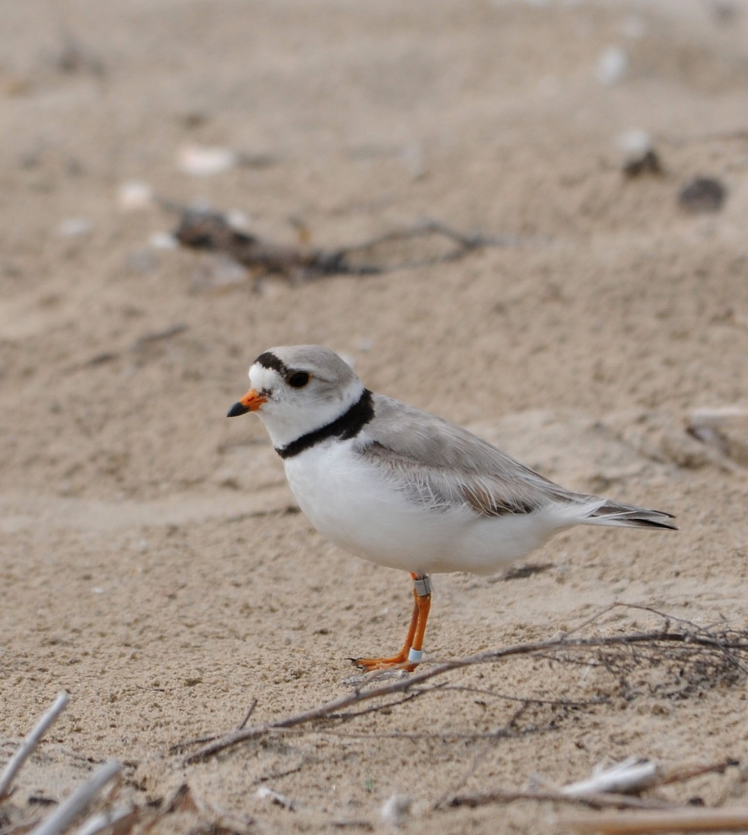 Piping Plover - ML511878091