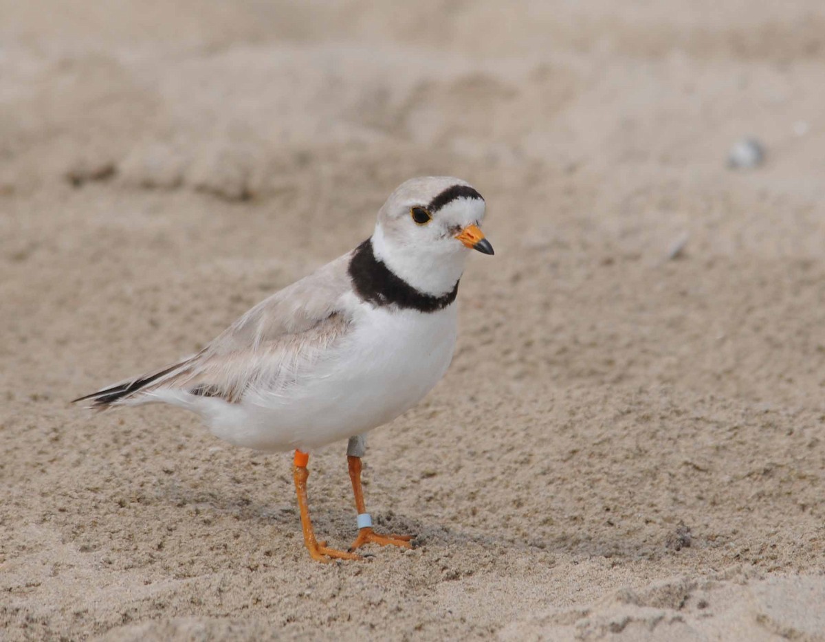 Piping Plover - ML511878201