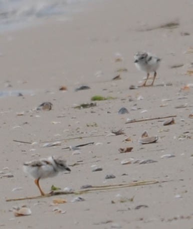 Piping Plover - ML511878241