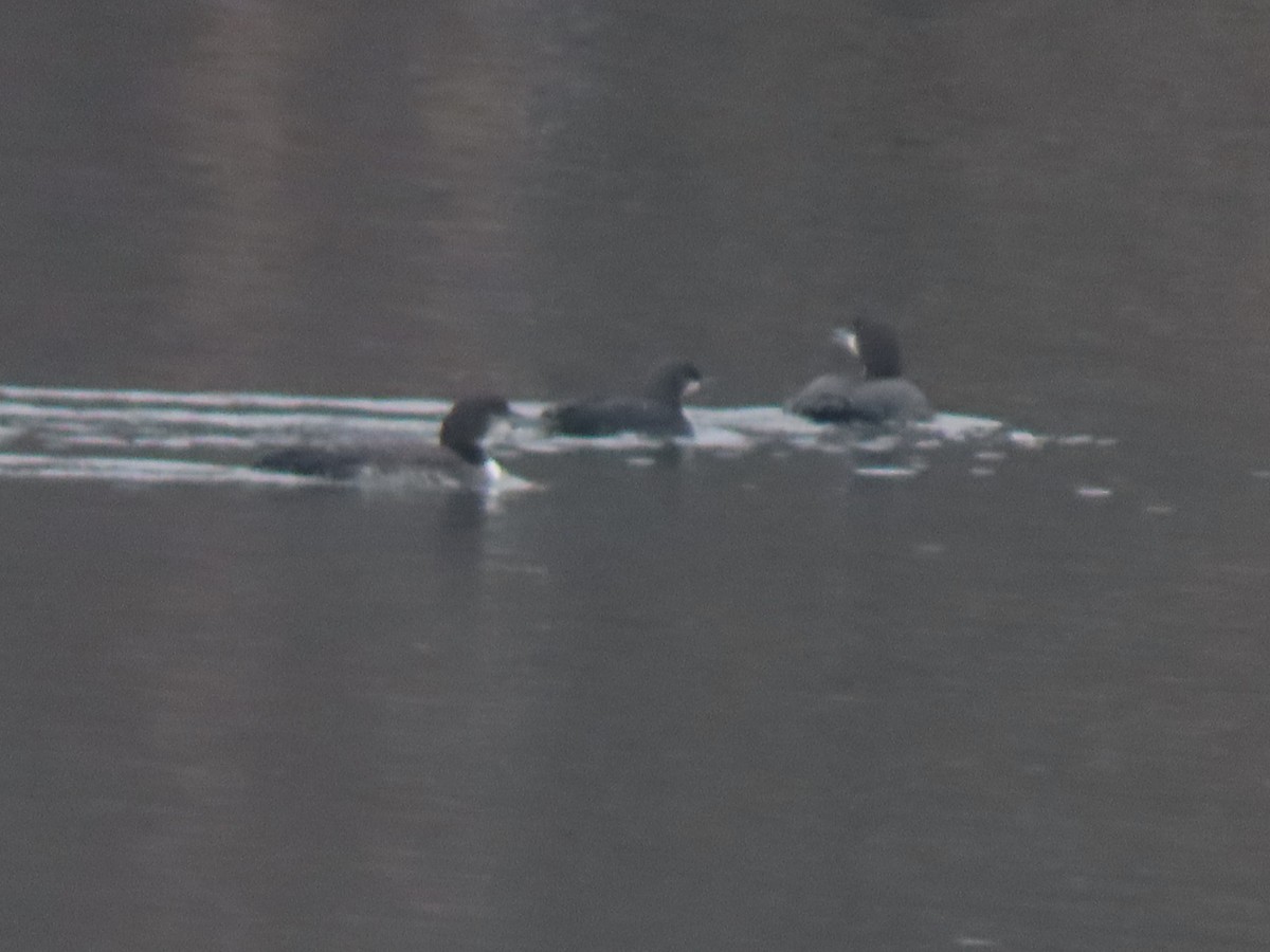 Pacific Loon - ML511878431