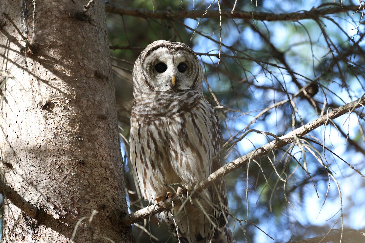 Barred Owl - ML511879491