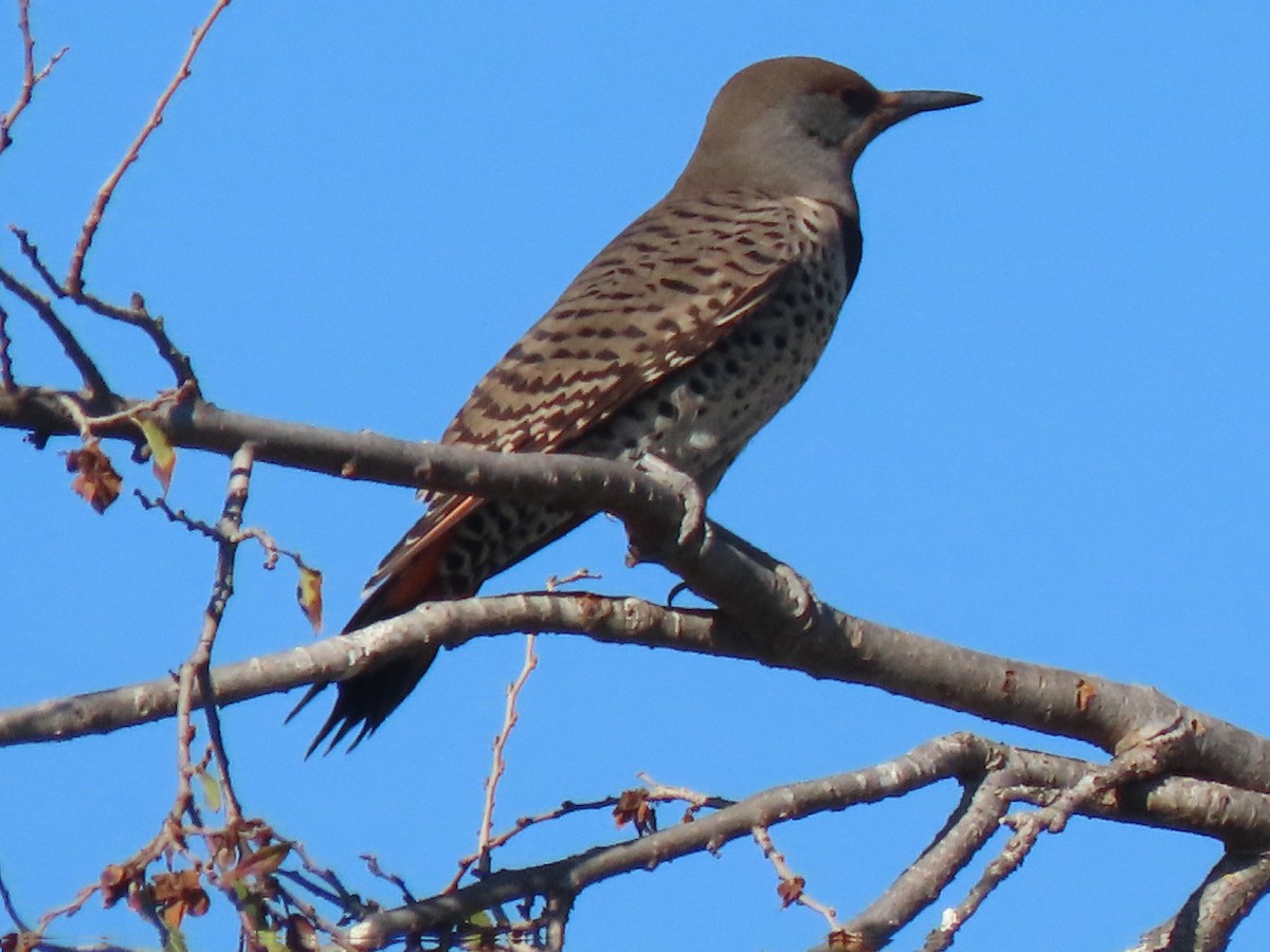 Northern Flicker (Red-shafted) - ML511879751