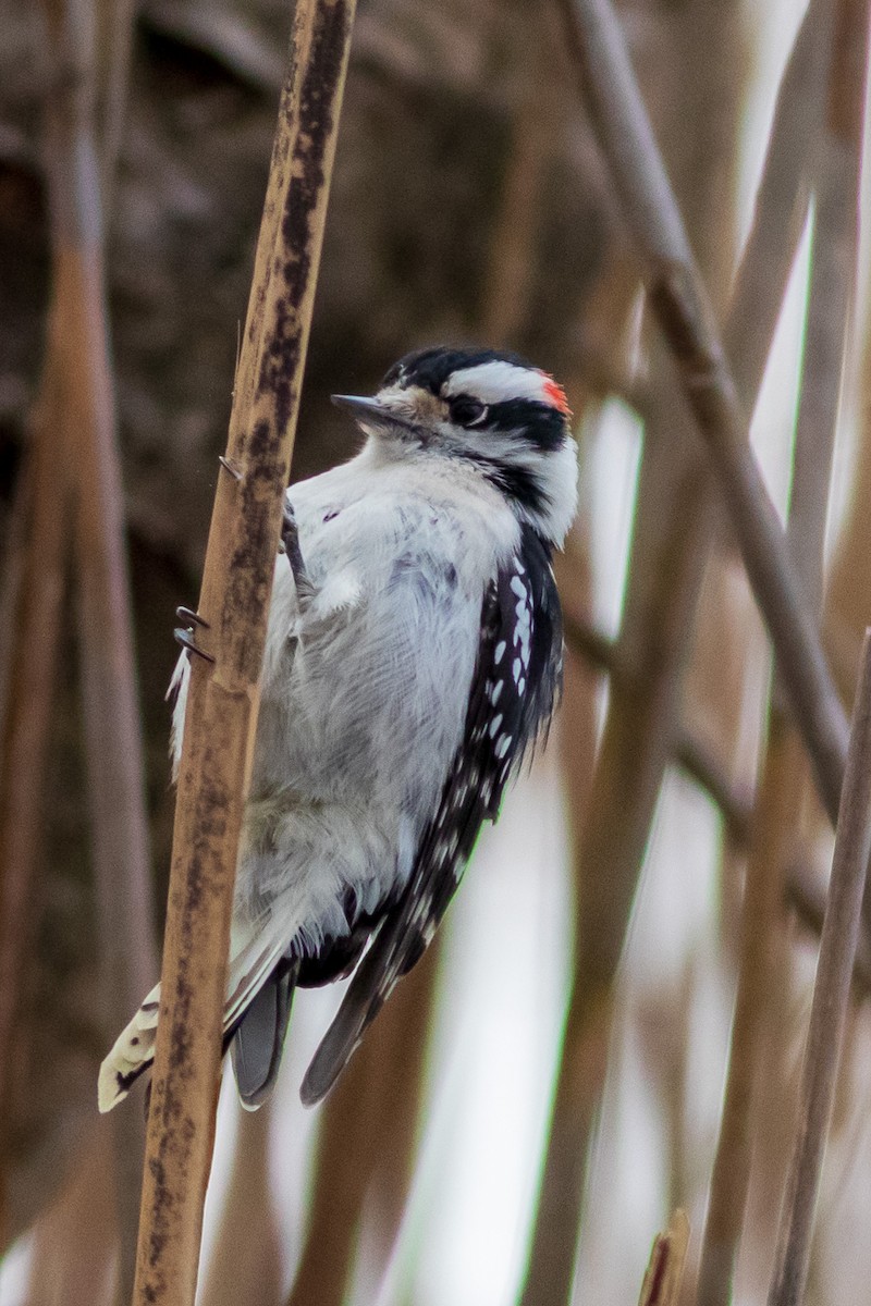 Downy Woodpecker - ML511883971