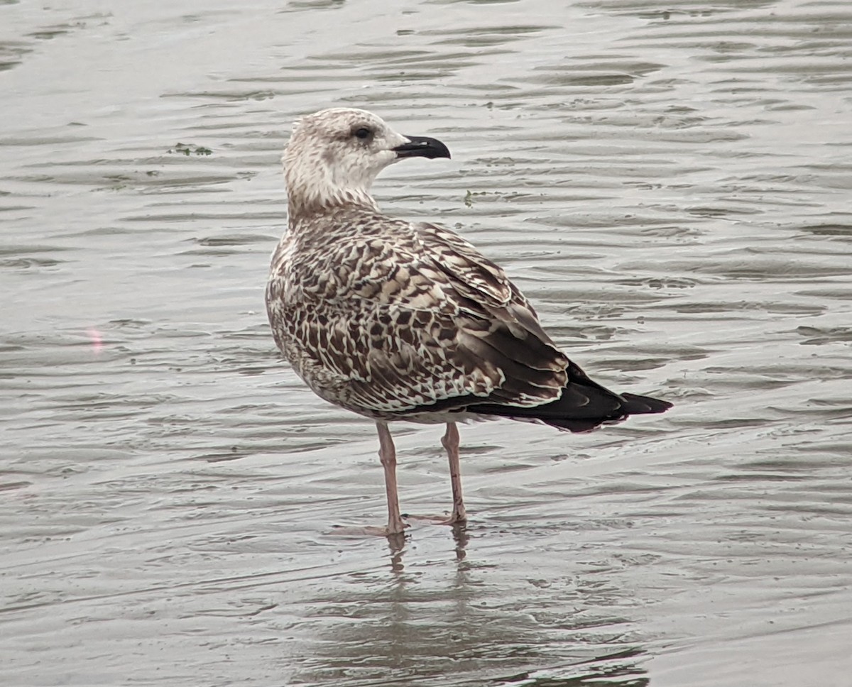 Yellow-legged Gull - ML511884391