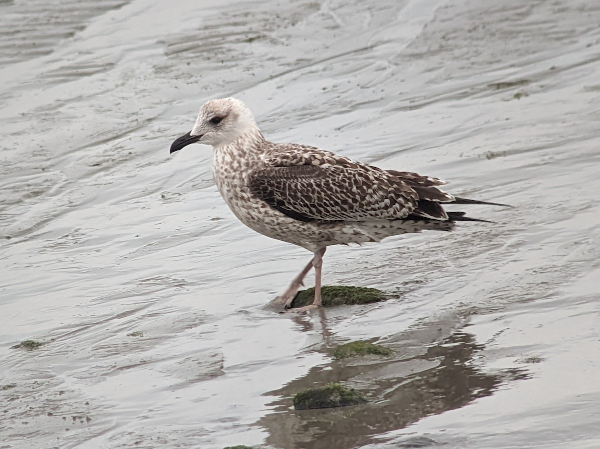 Yellow-legged Gull - ML511884401