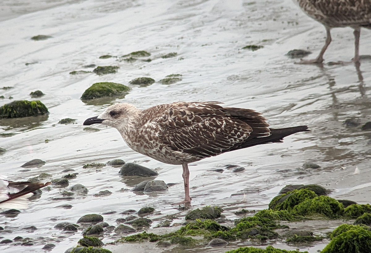 Yellow-legged Gull - ML511884411