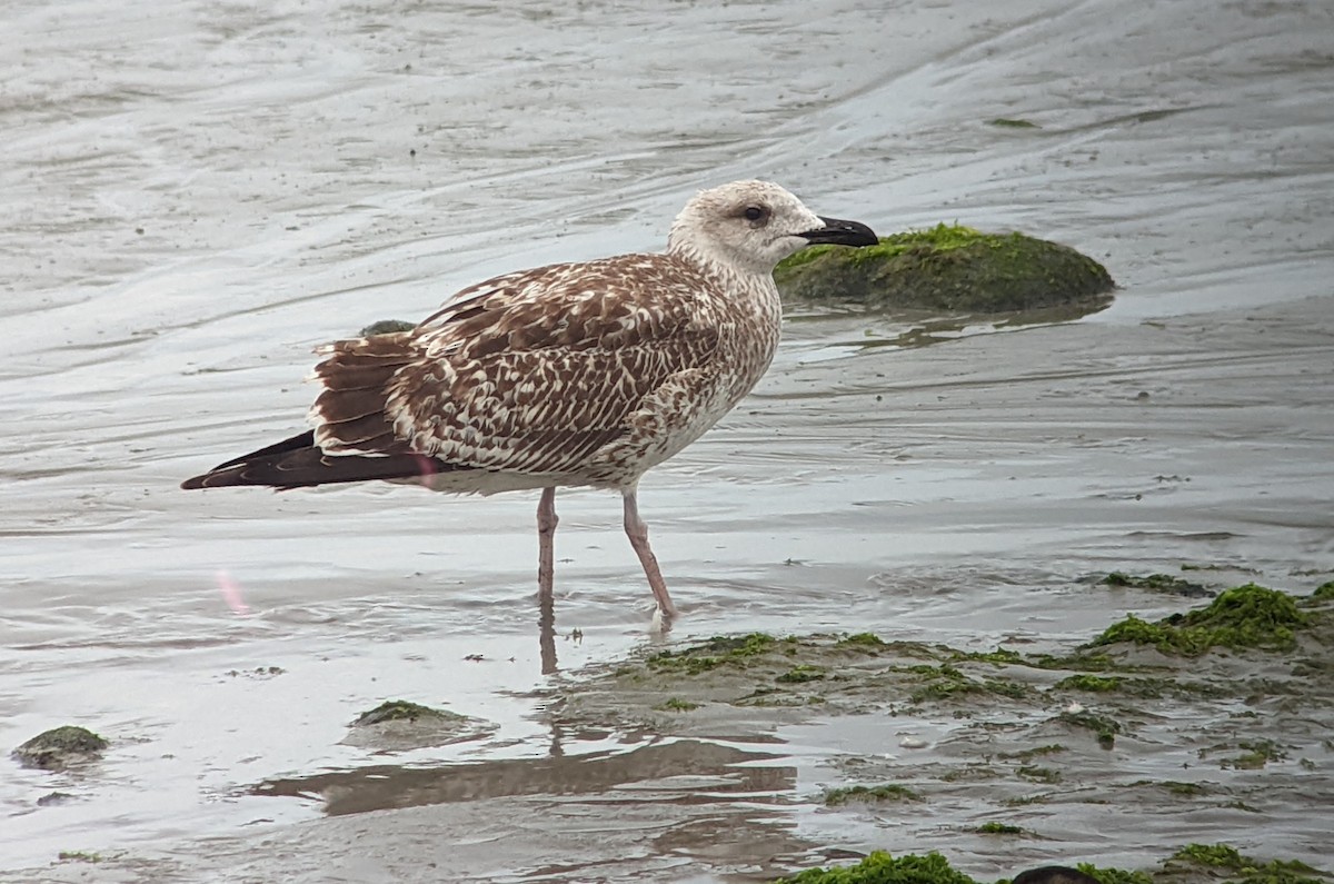 Yellow-legged Gull - ML511884421