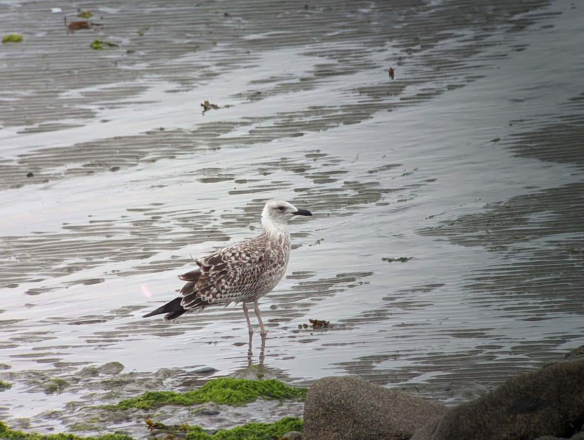 Yellow-legged Gull - ML511884441