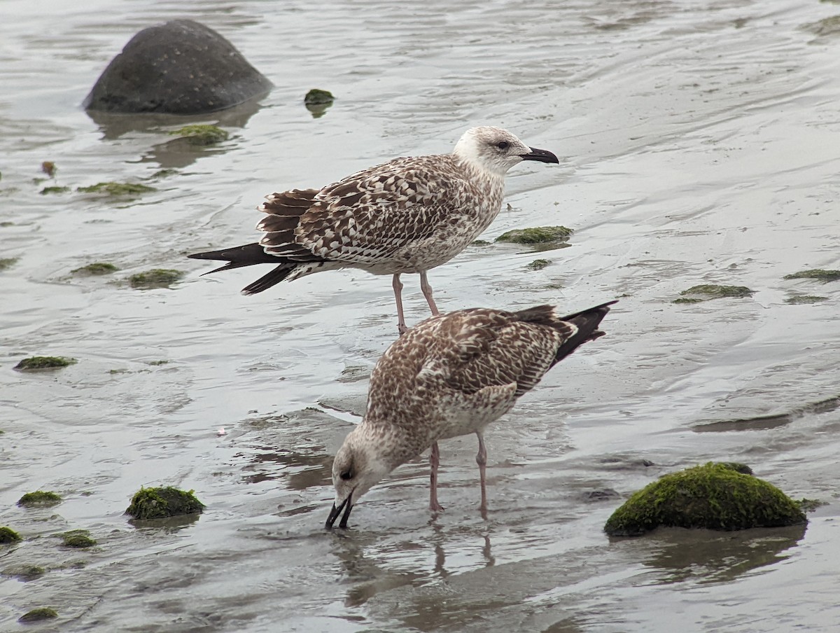 Yellow-legged Gull - ML511884451