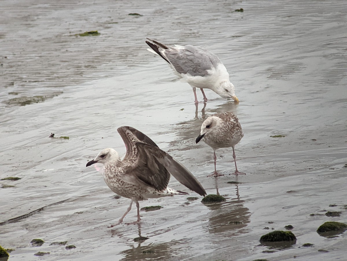Yellow-legged Gull - ML511884461