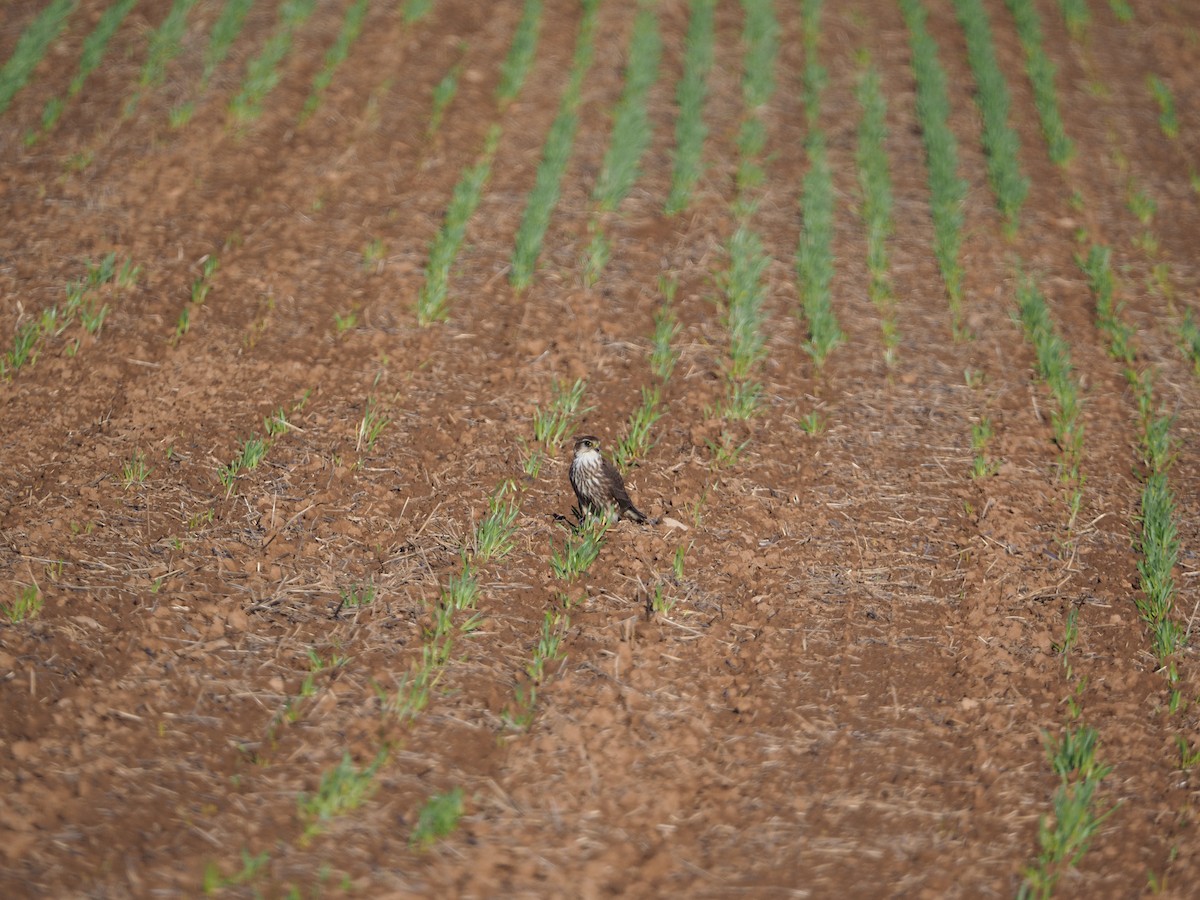 בז גמדי - ML511886631