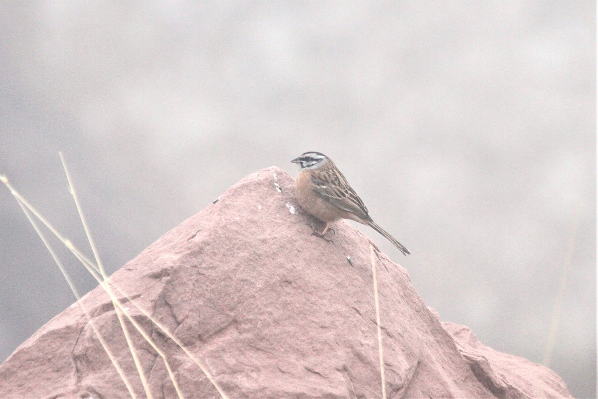 Rock Bunting - ML511887081