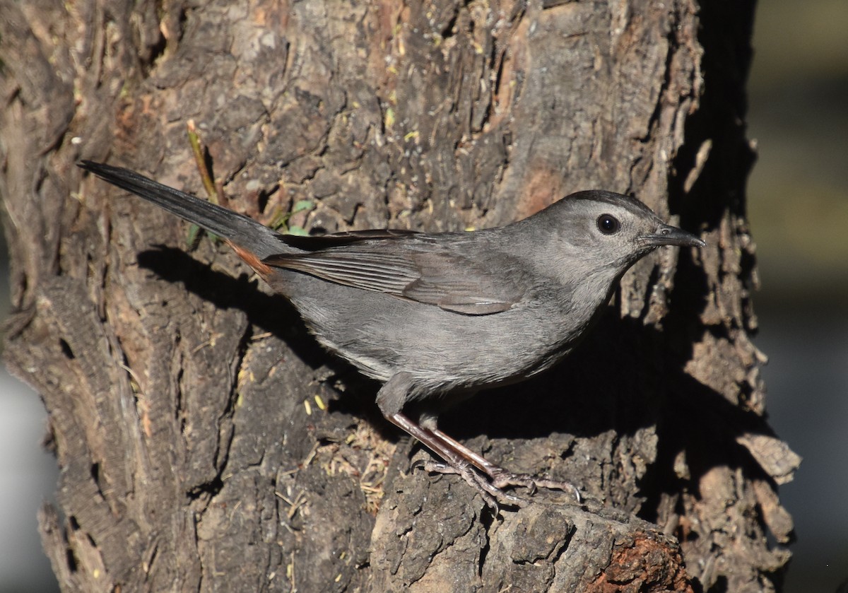 Gray Catbird - valerie boman