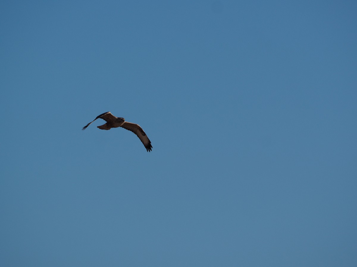 Long-legged Buzzard - Oriol Palom