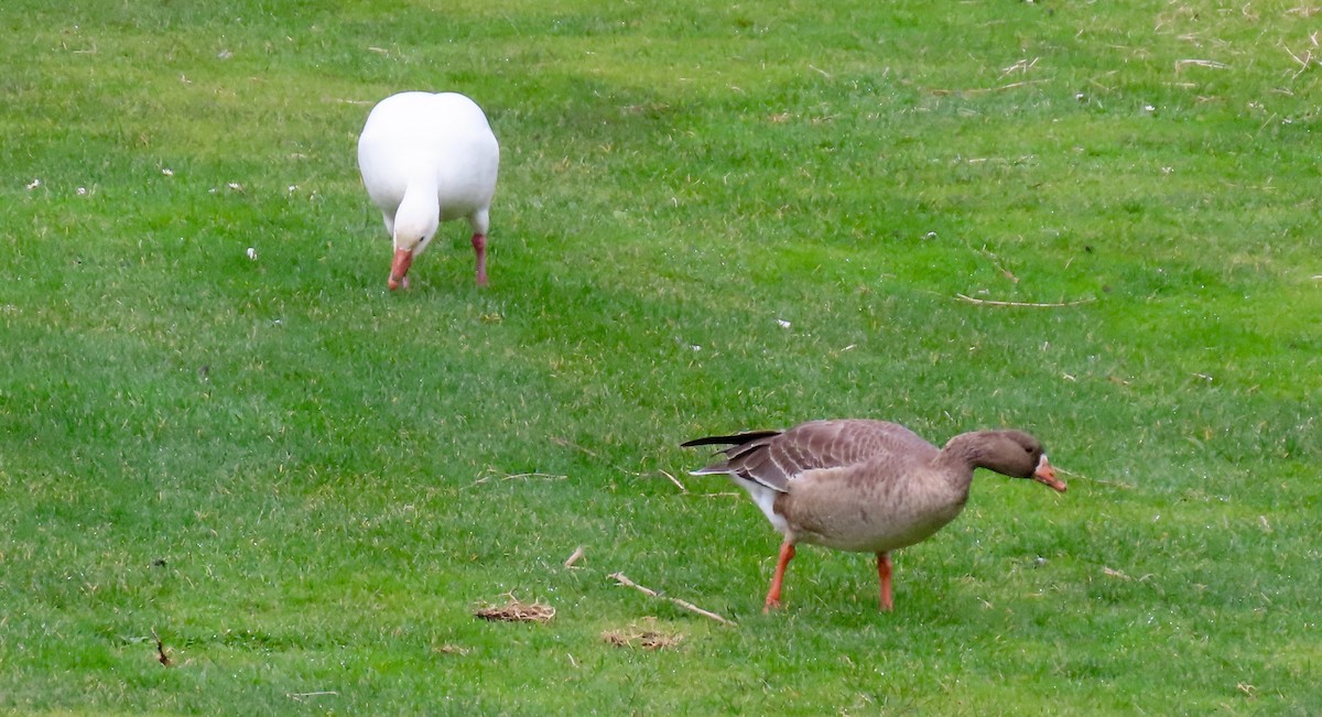 Greater White-fronted Goose - ML511887731