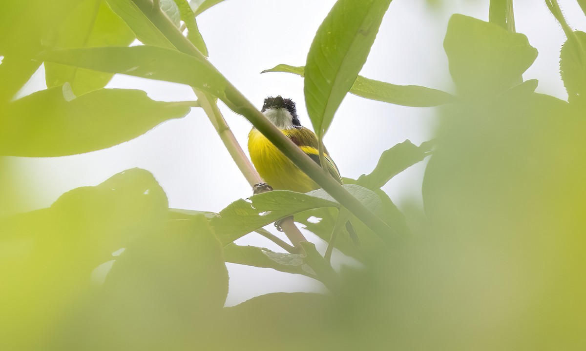 Golden-winged Tody-Flycatcher - ML511888891