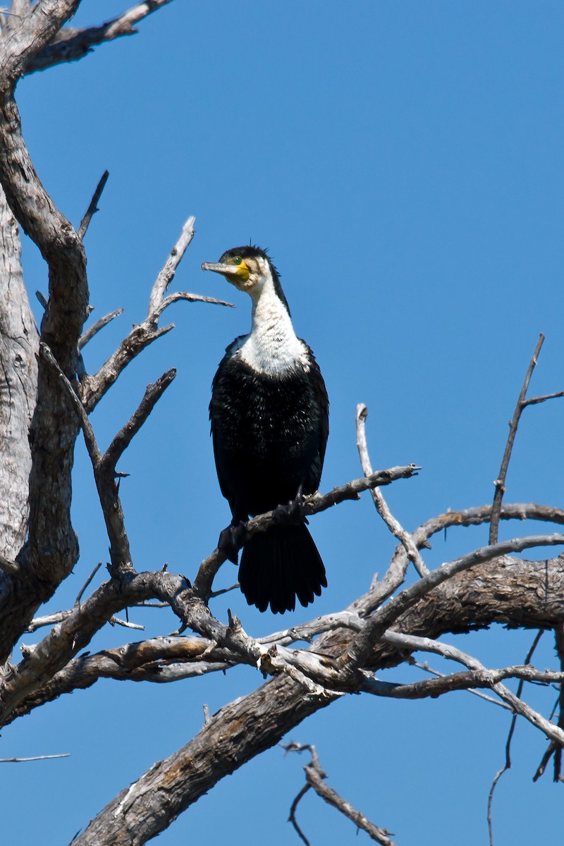 Great Cormorant (White-breasted) - ML511889141