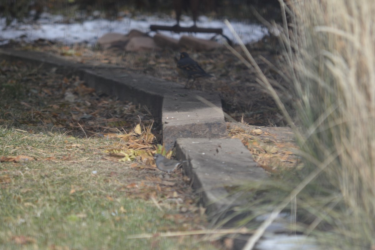 Varied Thrush - ML511889321