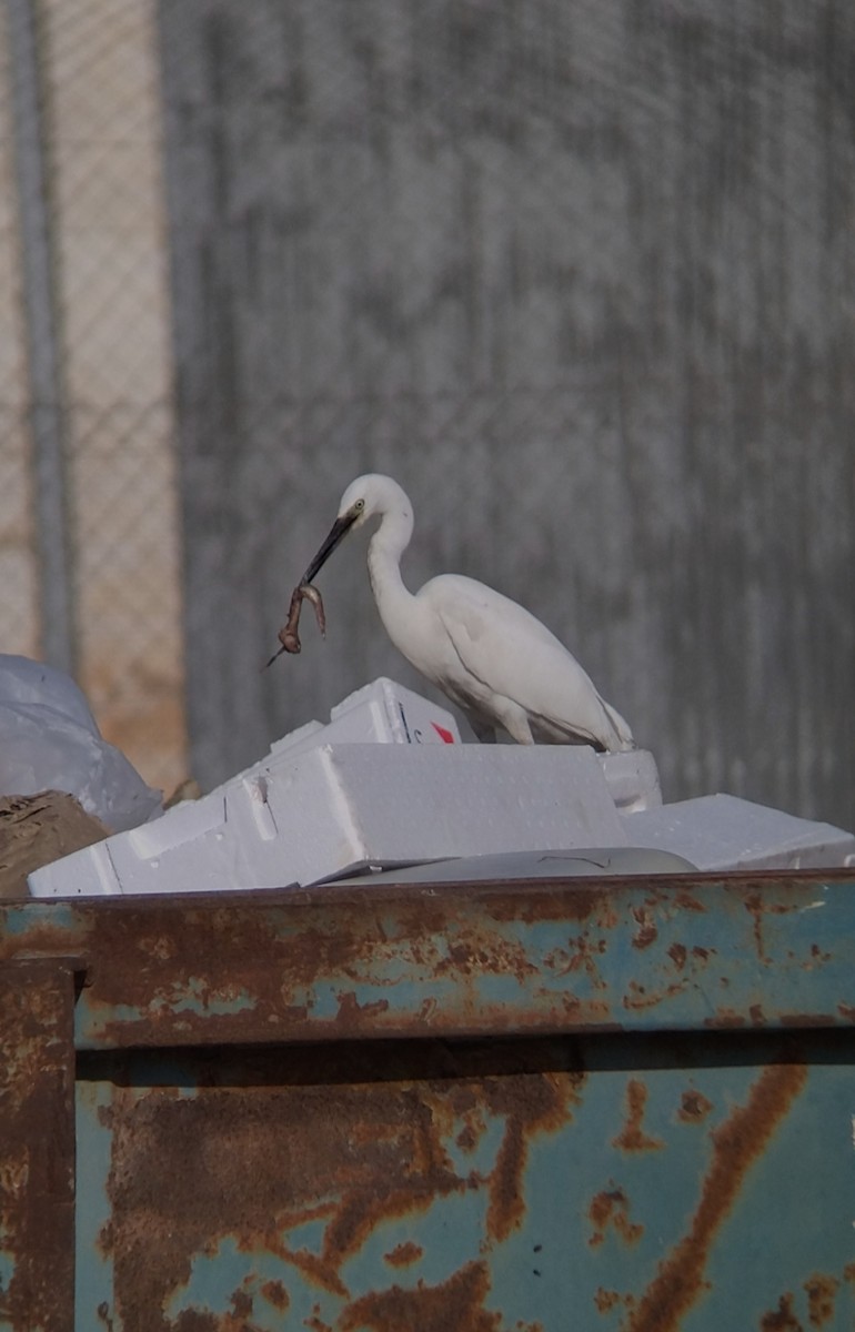 Little Egret - Alfonso Cobo