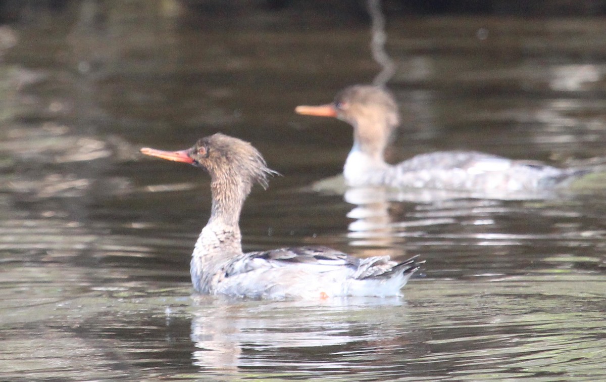 Red-breasted Merganser - ML51189101