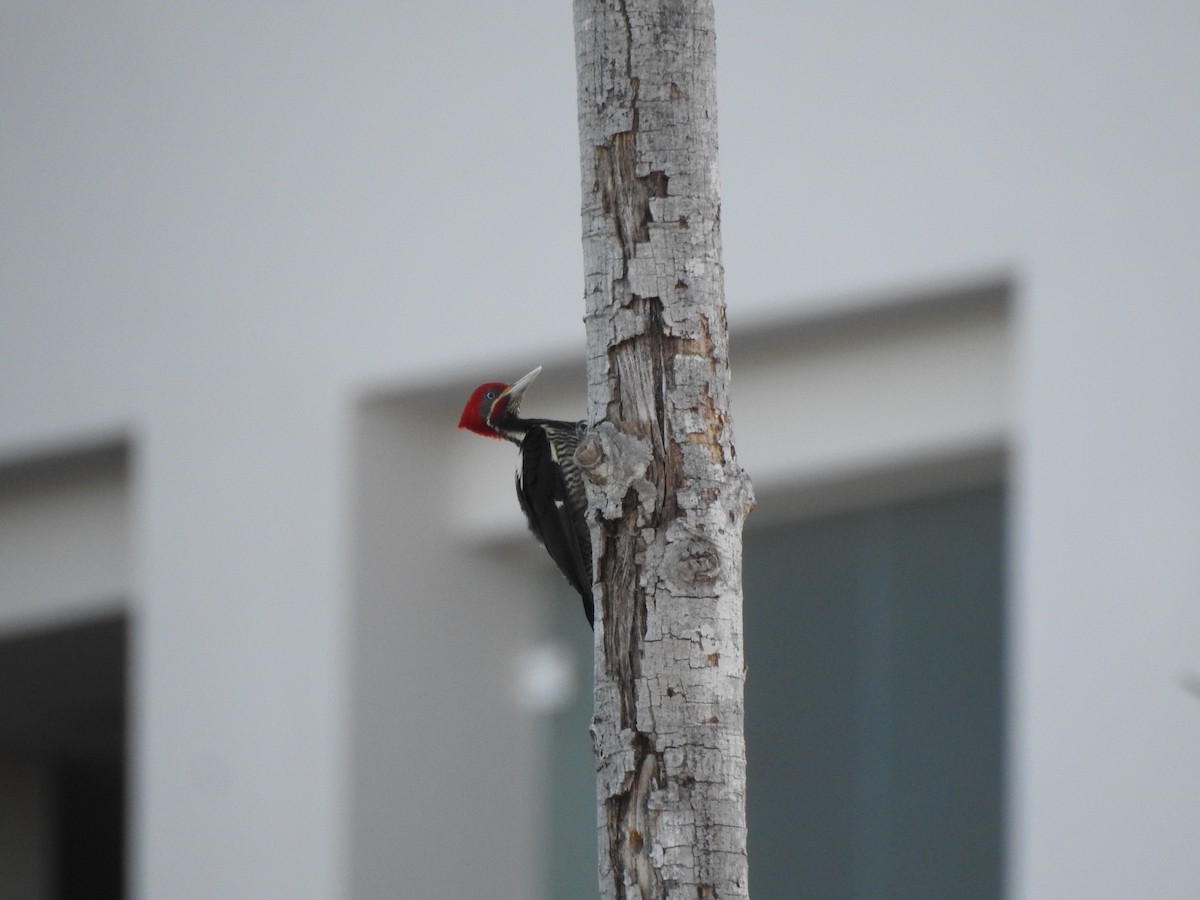 Lineated Woodpecker - ML511891571