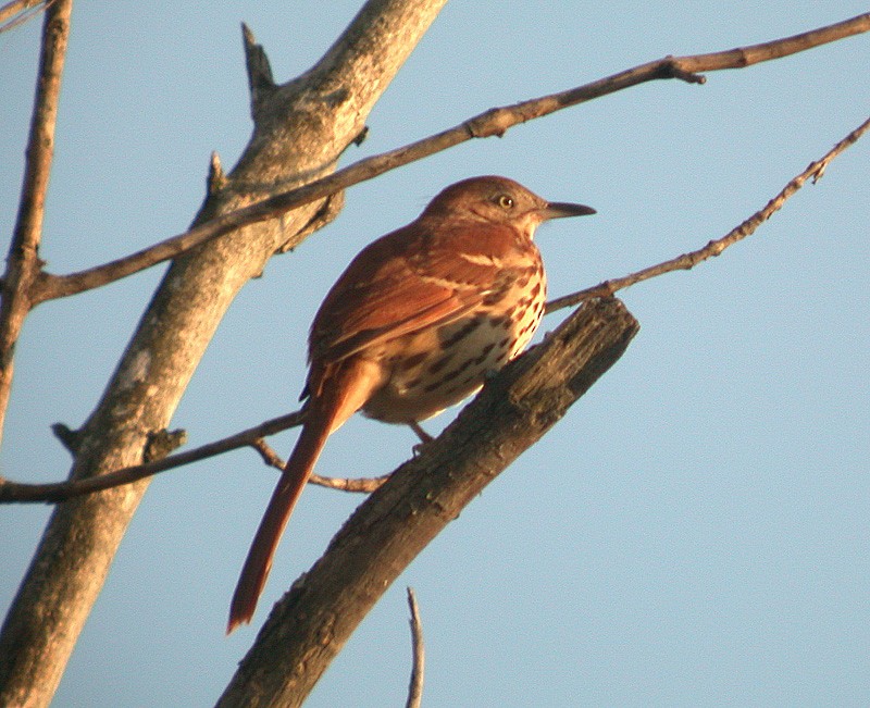 Brown Thrasher - Sylvie Robert