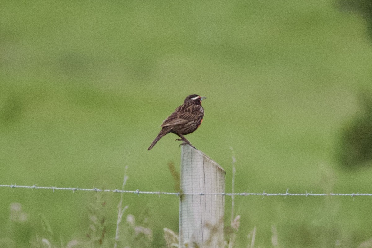 Long-tailed Meadowlark - ML511893251