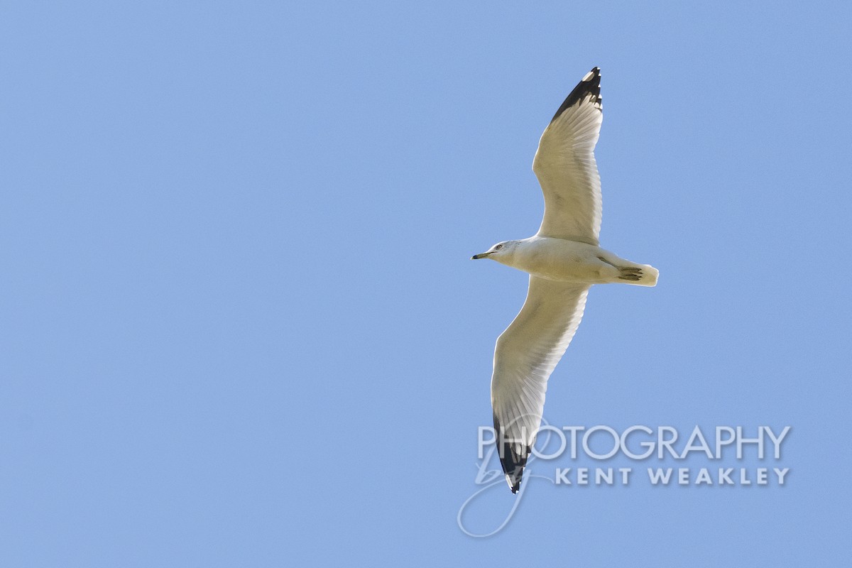 Ring-billed Gull - ML511893551