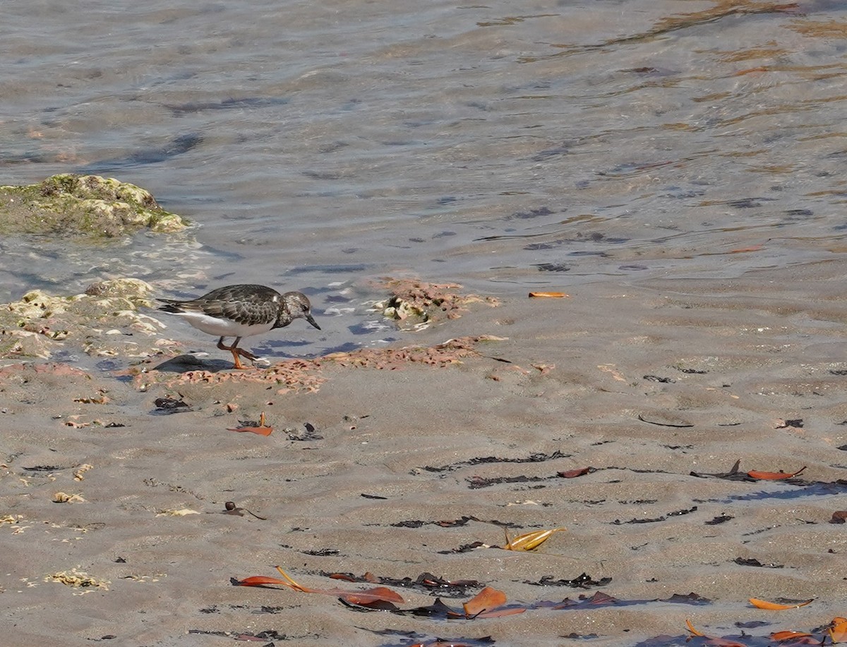 Ruddy Turnstone - Robert Weissler