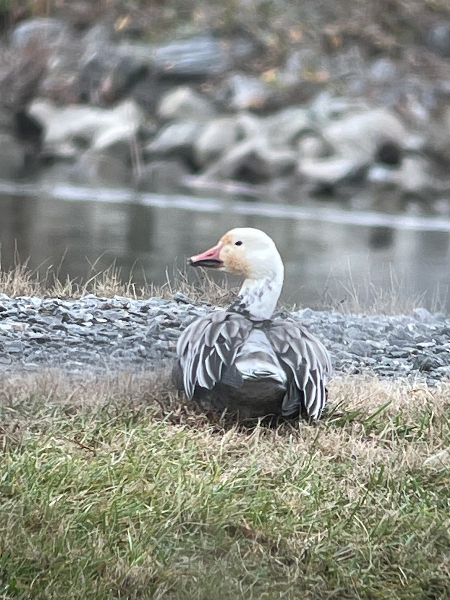 Snow Goose - ML511894241