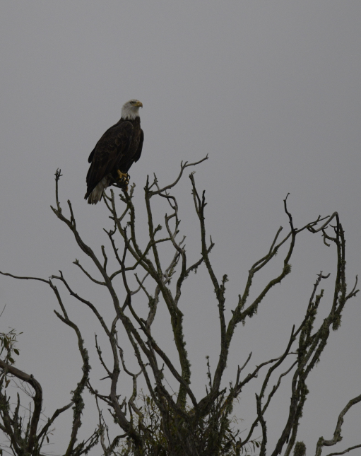 Bald Eagle - ML511897621