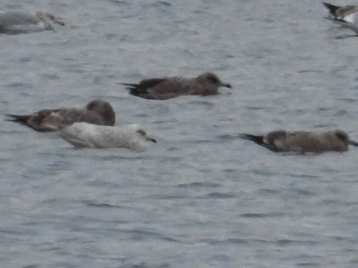 Iceland Gull - ML511898091