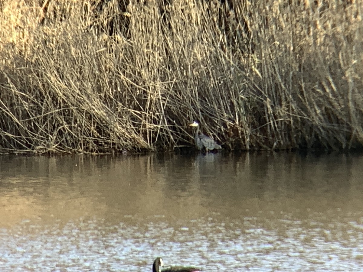 Great Blue Heron - ML511898181