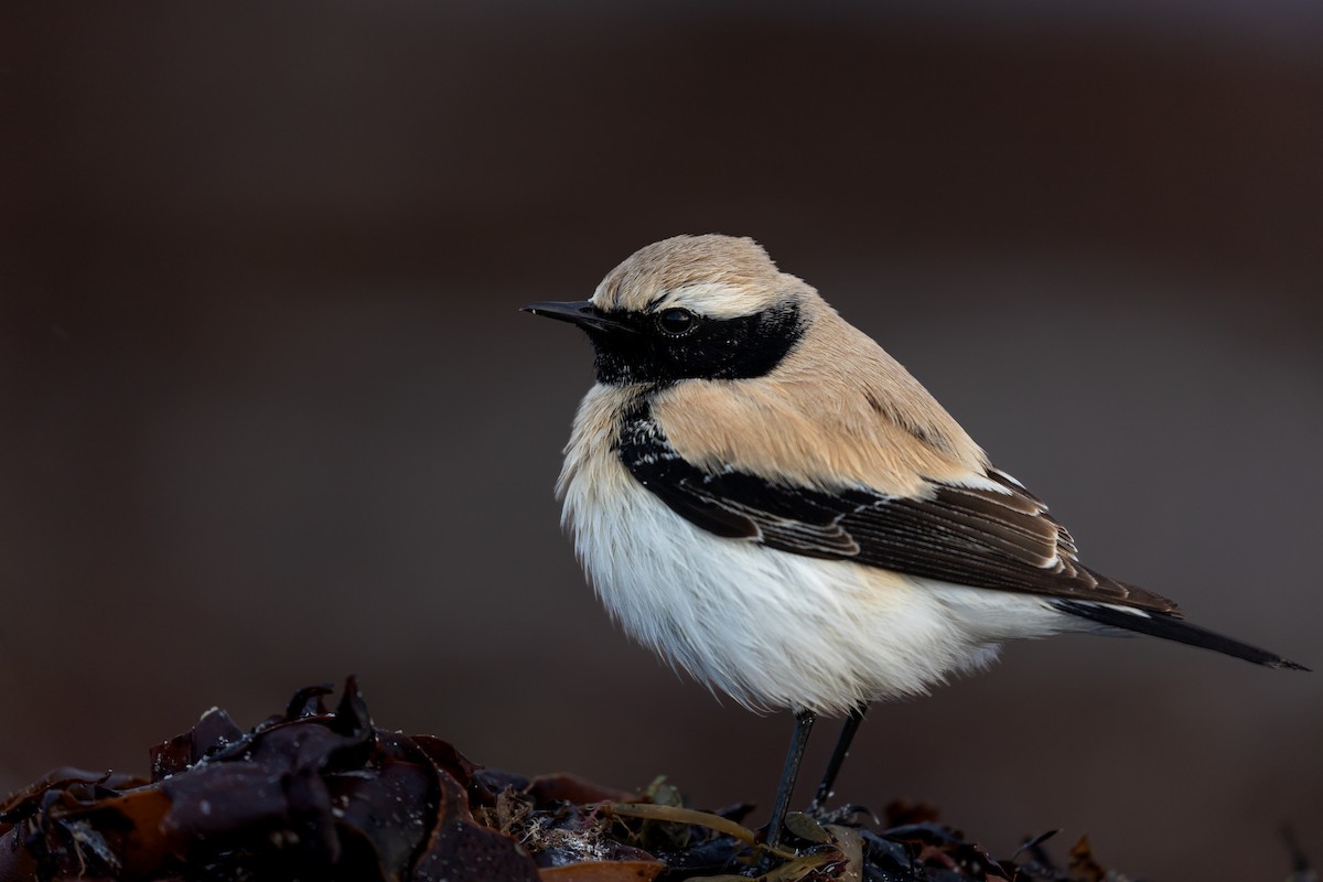 Desert Wheatear - ML511898561