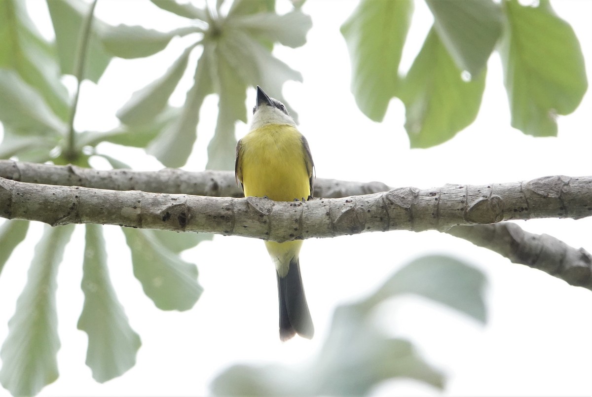 White-throated Kingbird - ML511901421