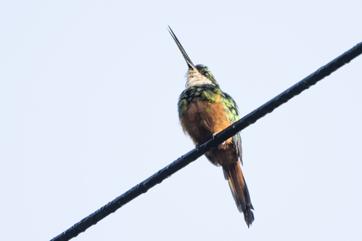 Rufous-tailed Jacamar - Luiz Carlos Ramassotti