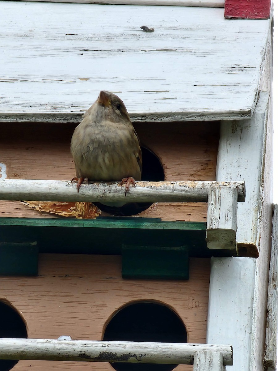 House Sparrow - ML511902561