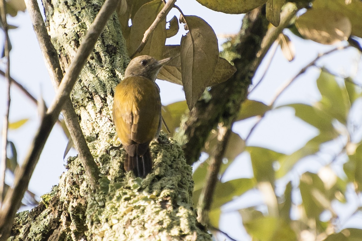 Little Woodpecker - ML51190281