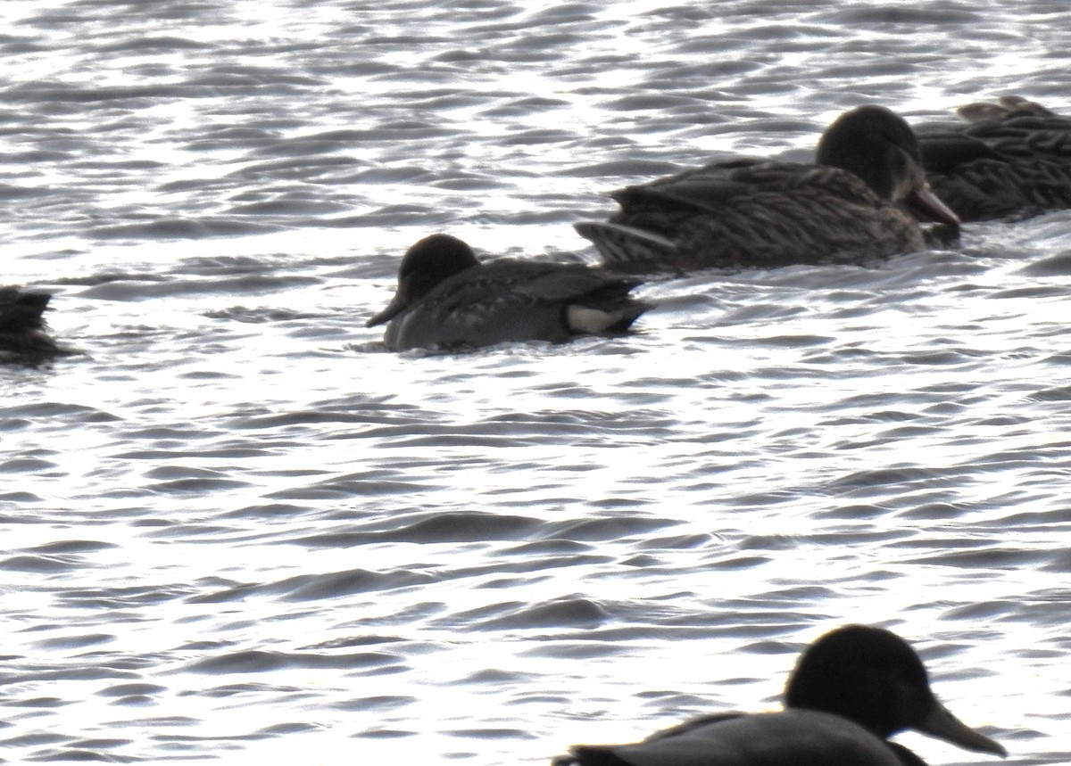 Green-winged Teal - Glenn Hodgkins