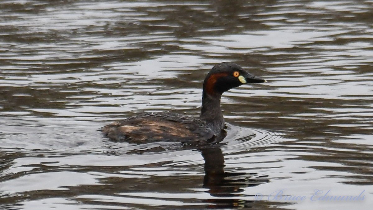 Australasian Grebe - ML511902881