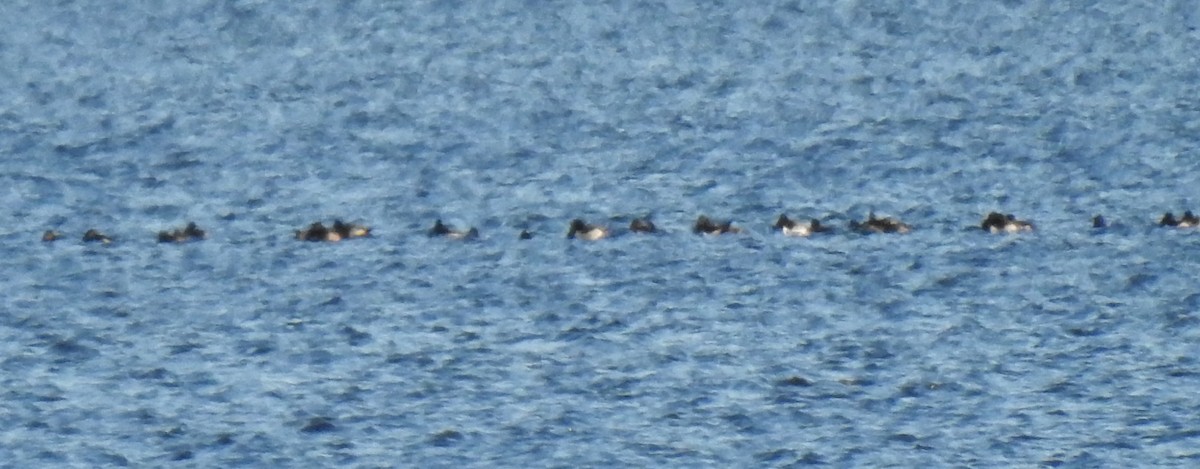 Ring-necked Duck - ML511904181